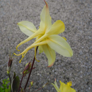 Goldsporn Akelei Bluete gelb Aquilegia chrysantha04