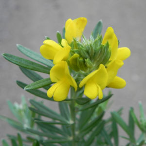 Graceful Bush Pea Bluete gelb Pultenaea flexilis 01
