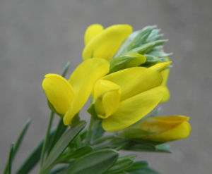 Graceful Bush Pea Bluete gelb Pultenaea flexilis 03