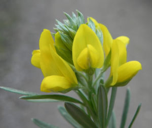 Graceful Bush Pea Bluete gelb Pultenaea flexilis 04