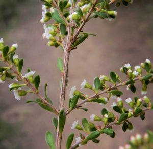 Grampians-Thryptomene Blüte weiß rosa Thryptomene calycina03