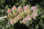 Bild:  Granit-Kunzea Blüte rot Kunzea pulchella