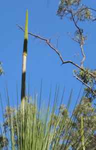 Grasbaum Blatt gruen Dolde braun Xanthorrhoea australis 02 1