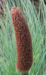 Zurück zum kompletten Bilderset Grasbaum Blatt grün Dolde braun Xanthorrhoea australis
