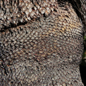 Grasbaum stamm braun Xanthorrhoea australis 05