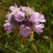 Zurück zum kompletten Bilderset Grasnelke - Armeria maritima