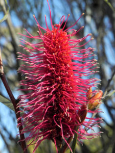 Grass leaf Hakea Bluete rot Hakea francisiana 01