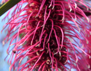 Grass leaf Hakea Bluete rot Hakea francisiana 04