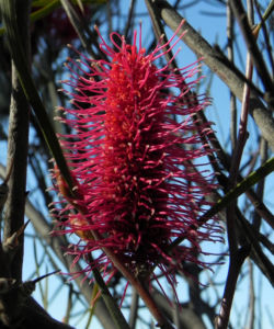 Grass leaf Hakea Bluete rot Hakea francisiana 05