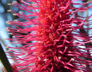 Grass leaf Hakea Bluete rot Hakea francisiana 07