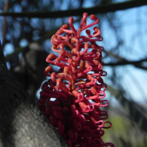 Grass leaf Hakea Bluete rot Hakea francisiana 08