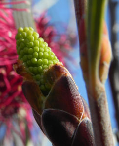 Grass leaf Hakea Knospe gruen Hakea francisiana 01