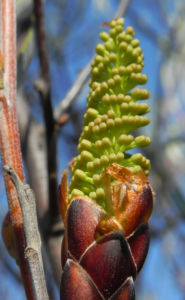 Grass leaf Hakea Knospe gruen Hakea francisiana 03