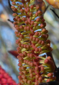 Grass leaf Hakea Knospe gruen Hakea francisiana 05