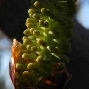 Grass leaf Hakea Knospe gruen Hakea francisiana 07