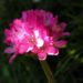 Zurück zum kompletten Bilderset Grasnelke Blüte rose - Armeria maritima