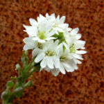 Graukresse Bluete weiss Berteroa incana 01