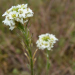 Graukresse Bluete weiss Berteroa incana 02
