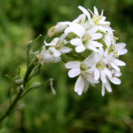 Graukresse Bluete weiss Berteroa incana 03