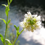 Graukresse Bluete weiss Berteroa incana 07