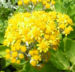 Zurück zum kompletten Bilderset Weißfilziges Greiskraut silbrig Blüte gelb Senecio cineraria