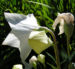 Zurück zum kompletten Bilderset Grossblütige Ballonblume Blüte weiß Platycodon grandiflorum
