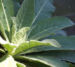 Zurück zum kompletten Bilderset Großblütige Königskerze Blattrosette grün Verbascum densiflorum