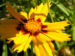 Zurück zum kompletten Bilderset Großblütiges Mädchenauge Blüte dunkelgelb Coreopsis grandiflora