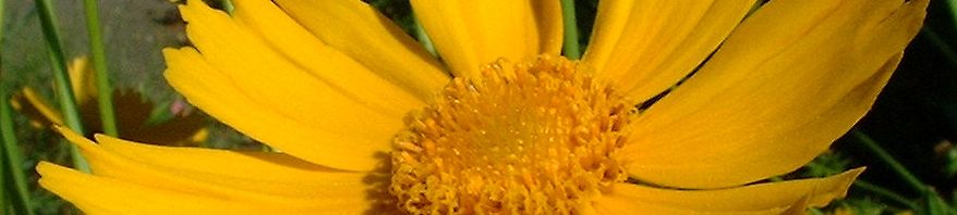 Anklicken um das ganze Bild zu sehen  Großblumiges Mädchenauge Blüte gelb Coreopsis grandiflora