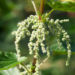 Zurück zum kompletten Bilderset Grosse Brennnessel Blatt grün Urtica dioica