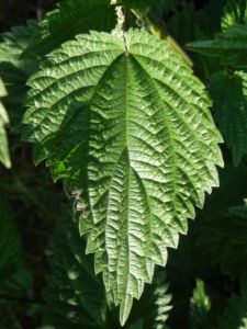 Grosse Brennnessel Bluete Blatt gruen Urtica dioica 08