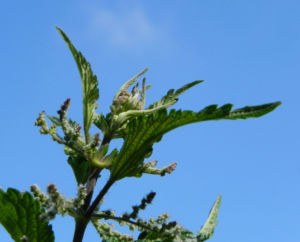Grosse Brennnessel Bluete Blatt gruen Urtica dioica 12