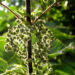 Zurück zum kompletten Bilderset Grosse Brennnessel Blüte farblos Urtica dioica