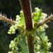Zurück zum kompletten Bilderset Grosse Brennnessel Blüte Blatt grün Urtica dioica
