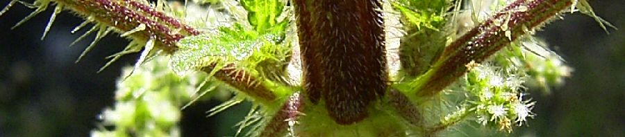 Anklicken um das ganze Bild zu sehen  Grosse Brennnessel Blüte Blatt grün Urtica dioica