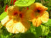 Zurück zum kompletten Bilderset Große Kapuzinerkresse Blüte orange rot Tropaeolum majus