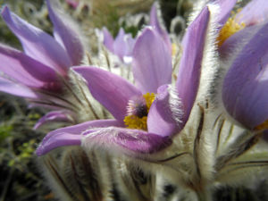 Grosse Kuhschelle Bluete lila gelb Pulsatilla vulgaris 11