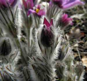 Grosse Kuhschelle Bluete lila gelb Pulsatilla vulgaris 14