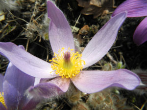 Grosse Kuhschelle Bluete lila gelb Pulsatilla vulgaris 16