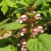 Zurück zum kompletten Bilderset Grosse Taubnessel Blüte weiß pink Lamium orvala