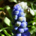 Zurück zum kompletten Bilderset Grosse Traubenhyazinthe Blüte blau Muscari racemosum