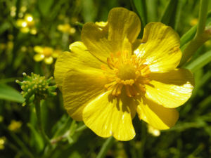 Grosser Hahnenfuss Bluete gelb Ranunculus lingua 01