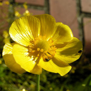Grosser Hahnenfuss Bluete gelb Ranunculus lingua 03