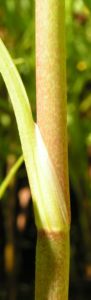 Grosser Hahnenfuss Bluete gelb Ranunculus lingua 04