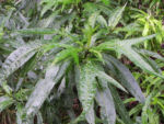 Grosser Kaenguruapfel Kangaroo Apple Frucht orange blatt gruen Solanum laciniatum 18