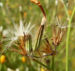 Zurück zum kompletten Bilderset Großer Knorpellattich Blüte gelb Chondrilla juncea