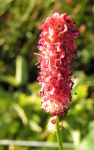 Grosser Wiesenkopf Blatt gezahnt gruen Bluete roetlich Sanguisorba officinalis 02