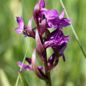 Grosses Knabenkraut Bluete pink Orchis muscula 02