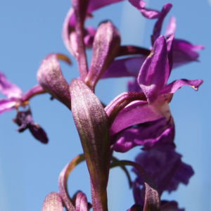 Grosses Knabenkraut Bluete pink Orchis muscula 03
