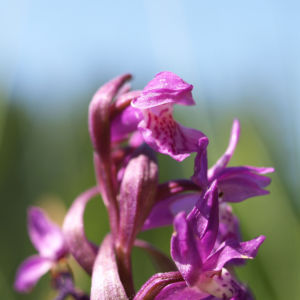 Grosses Knabenkraut Bluete pink Orchis muscula 05